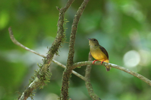 Female White-collared Manakin